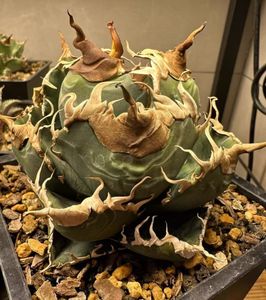 アガベ 悪魔くんのYahoo!オークション(旧ヤフオク!)の相場・価格を見る