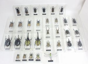 デアゴスティーニ 世界の昆虫の値段と価格推移は？｜8件の売買データ