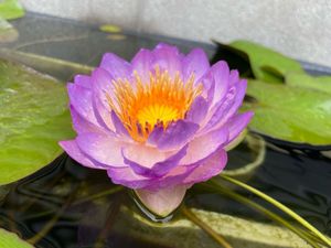 HT亜属間交配睡蓮の値段と価格推移は？｜14件の売買データからHT亜属間