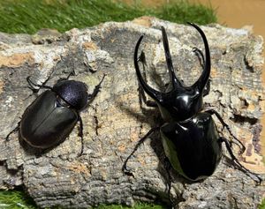 コーカサスオオカブトの値段と価格推移は？｜289件の売買データから