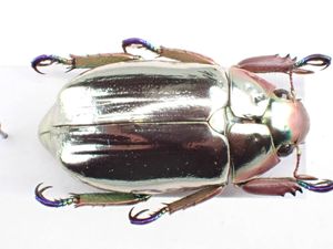 コガネムシの値段と価格推移は？｜62件の売買データからコガネムシの
