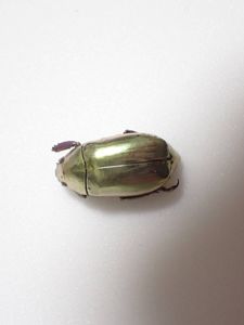 プラチナコガネの値段と価格推移は？｜12件の売買データからプラチナ