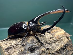 ネプチューンオオカブトの値段と価格推移は？｜151件の売買データから
