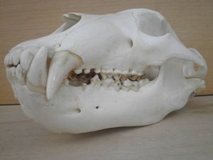 ヒグマ 頭骨の値段と価格推移は？｜3件の売買データからヒグマ 頭骨の