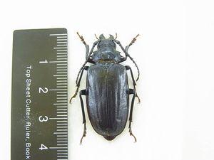 ノコギリカミキリの値段と価格推移は？｜9件の売買データからノコギリ