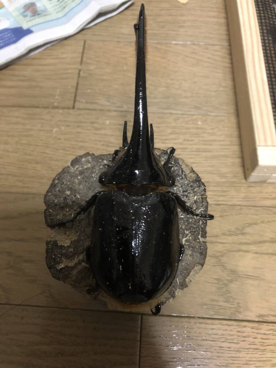 ネプチューンオオカブトの値段と価格推移は？｜148件の売買データから