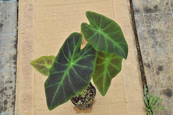 To 美しい葉模様 コロカシア イラストリス タロイモ4号苗 観葉植物 売買されたオークション情報 Yahooの商品情報をアーカイブ公開 オークファン Aucfan Com