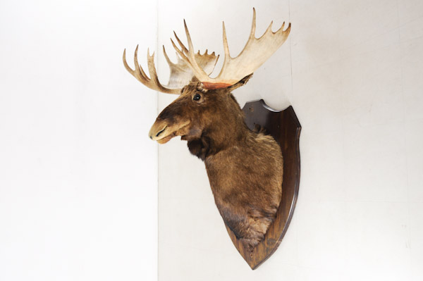 ☆巨大！ヘラジカMooseムース☆トロフィー頭部剥製☆壁掛☆98y11(科学