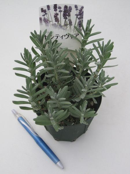 香りの強いラベンダー センティヴィア苗 秋も咲く丈夫な 種 ラベンダー 売買されたオークション情報 Yahooの商品情報をアーカイブ公開 オークファン Aucfan Com