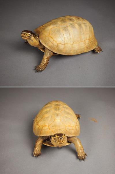 白い亀 剥製 全長約25cm 海亀 壁掛け 置物f370 その他 売買されたオークション情報 Yahooの商品情報をアーカイブ公開 オークファン Aucfan Com