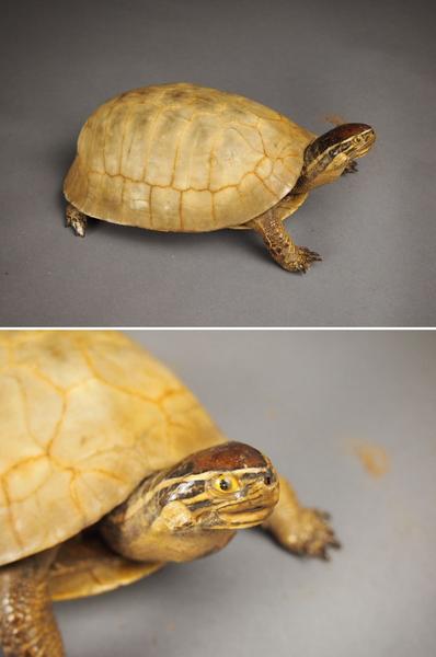 白い亀 剥製 全長約25cm 海亀 壁掛け 置物f370 その他 売買されたオークション情報 Yahooの商品情報をアーカイブ公開 オークファン Aucfan Com