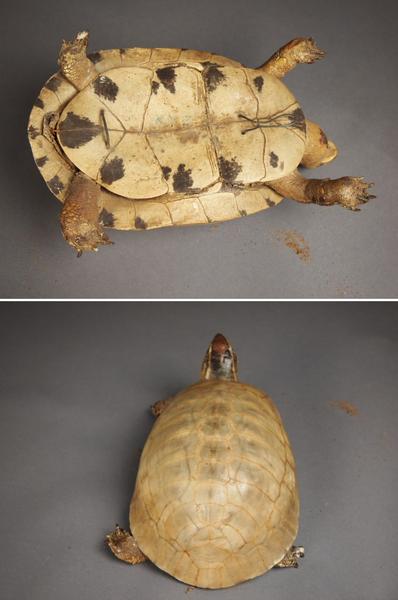 白い亀 剥製 全長約25cm 海亀 壁掛け 置物f370 その他 売買されたオークション情報 Yahooの商品情報をアーカイブ公開 オークファン Aucfan Com