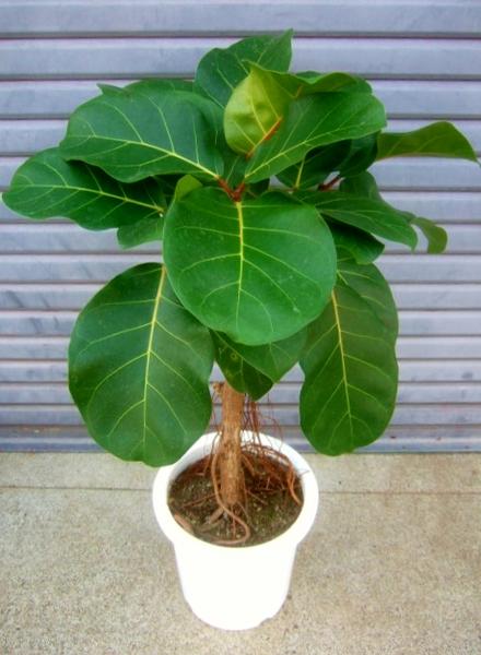 フィカス アフリカンプリンス ゴムの木 トリコボタ 観葉植物 売買されたオークション情報 Yahooの商品情報をアーカイブ公開 オークファン Aucfan Com