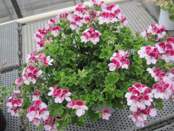 ペラルゴニウム エンジェルアイズ バイカラー 5号鉢 ラン 売買されたオークション情報 Yahooの商品情報をアーカイブ公開 オークファン Aucfan Com