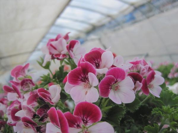 ペラルゴニウム エンジェルアイズ バイカラー 5号鉢 ラン 売買されたオークション情報 Yahooの商品情報をアーカイブ公開 オークファン Aucfan Com