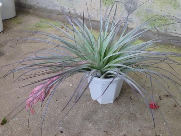 KN　チランドシア　ハイブリッド　‘フェザー　ダスター‘