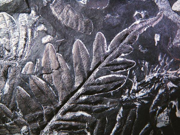 化石 原始シダ植物 美品 標本 鉱物 原石 観賞石 銘石 水石 鉱石(化石 