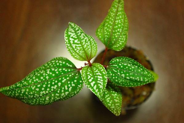 ★プラチナ点々★Sonerila sp.Genting highland WWR便