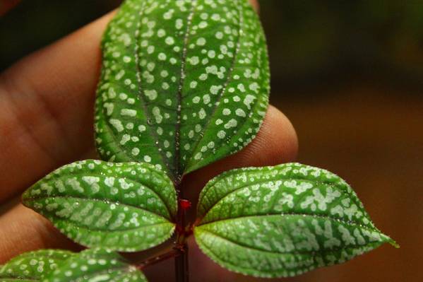 ★プラチナ点々★Sonerila sp.Genting highland WWR便