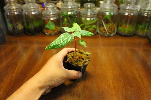 ★プラチナ点々★Sonerila sp.Genting highland WWR便