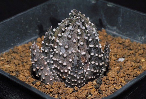 ◆多肉植物◆ハオルチア aka-onii Rooiberg