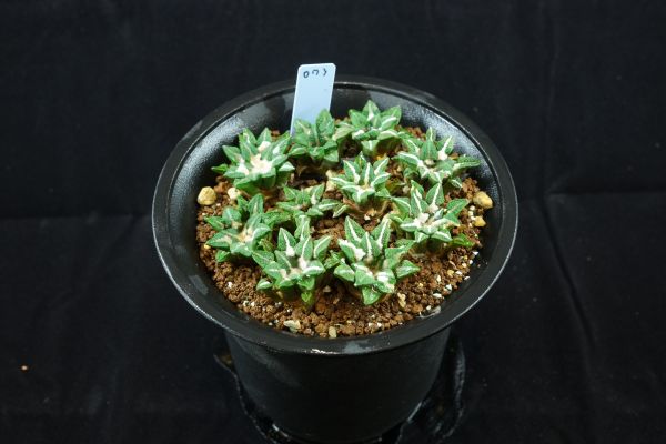 成田大疣黒牡丹　実生 サボテン【黒牡丹・実生成田大疣10頭】073 観葉植物 サボテン 【公式通販】