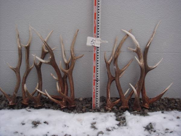 ⑤エゾシカの角10本