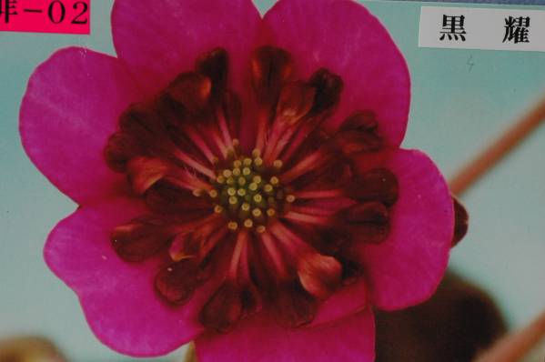 【雪割草】No.574-3　黒曜