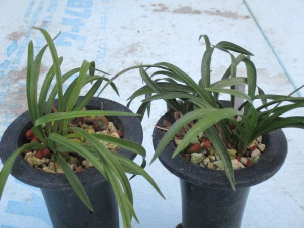 春蘭素芯花付き２種