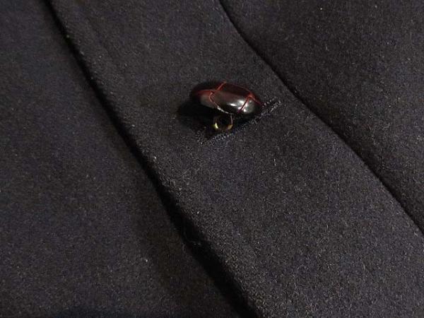 アローズ green label relaxing ショールカラーコート M 紺