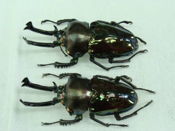 ☆GROW☆　標本　ニジイロクワガタ　♂６４　♂６２　