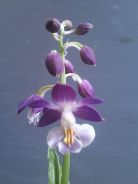 ★★山野草　エビネ　交配種「大納言」　えびね蘭★★