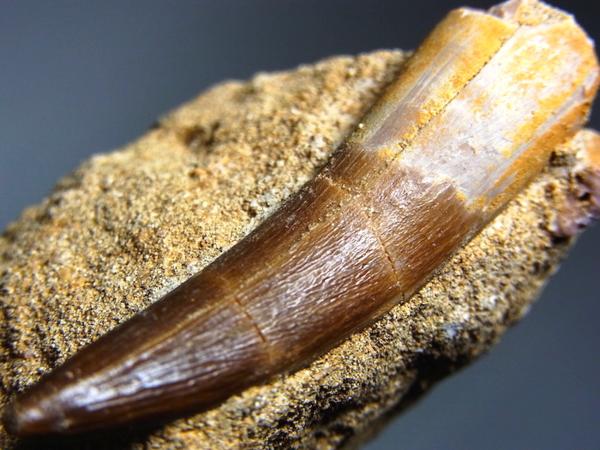 ☆高品位☆巨大首長竜 プレシオサウルス 歯 母岩付☆恐竜化石☆ 科学