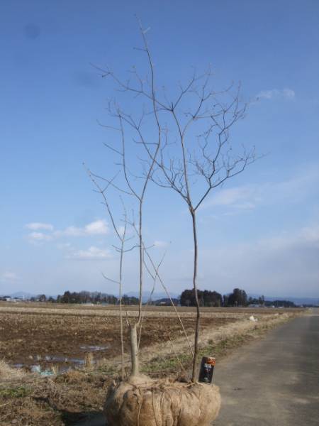◇◇アオダモ・バイカツツジ 混合株 山取◇◇218 63 山取 アオダモ