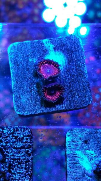 Yahoo!オークション の落札 (熱帯魚) 「usa マメスナ」海水魚 