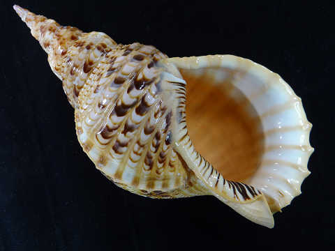 ホラガイ 法螺貝 37cm