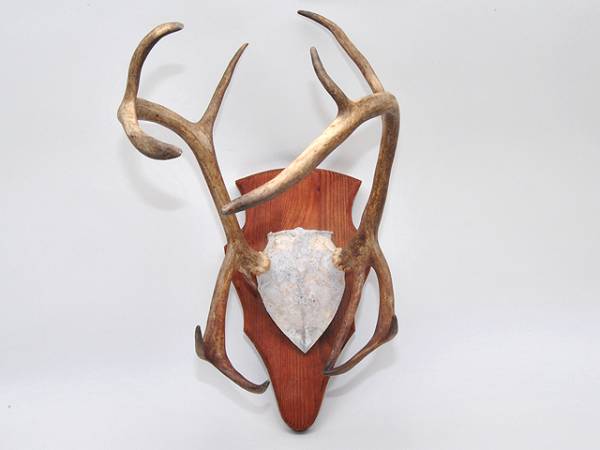古いトナカイの角 骨/ボーン 鹿 剥製 壁掛け 野生動物 オブジェ