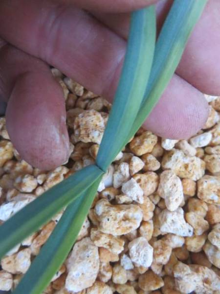 山野草　斑入り　キツネのカミソリ　全葉源平班