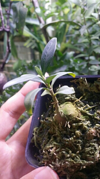 アリ植物 Hydnophytum sp. Malaysia Peninsula