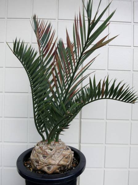 大放出♪エンセ・レーマニー 特大株 ブルー ソテツ ホリダス！！