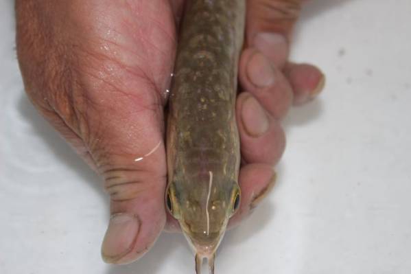 過背金龍　約２２ｃｍ #8