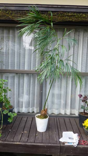 Cycas debaoensis サイカス　デバオエンシス　中国産の希少ソテツ サイカス デバオエンシス ソテツ Cycas debaoensis - 希少 | の通販