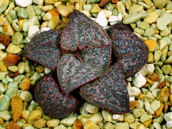 多肉植物　ハオルチア　スプレンデンス　花司