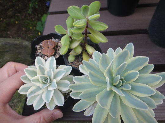 多肉植物 オロスタキス 富士 金星　ロゲルシー錦