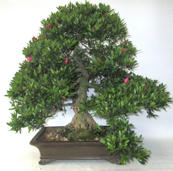 皐月 大盃 樹高約64cm さつき サツキ 盆栽 花芽多数 皐月 【公式通販】