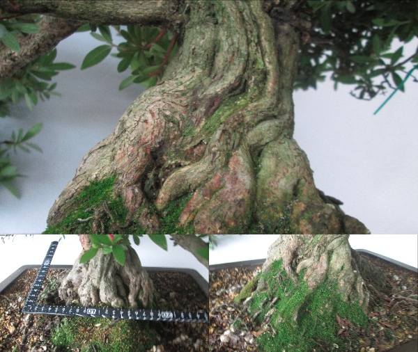 皐月 大盃 樹高約64cm さつき サツキ 盆栽 花芽多数 皐月 【公式通販】