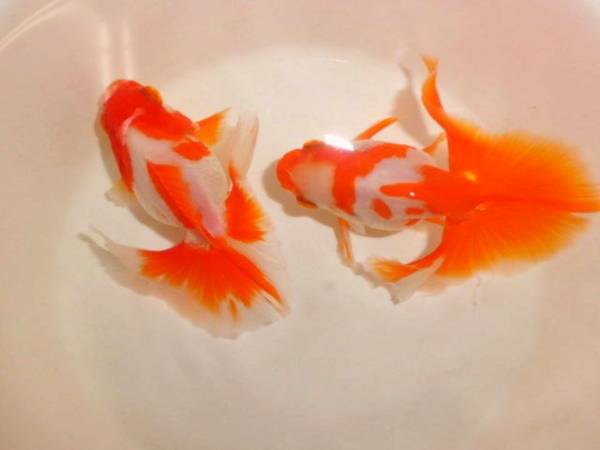 ★希少系統★　内藤氏　土佐錦　稚魚　４０匹　