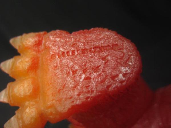 バンダイ バーニング ゴジラ ソフビ 全高約23cm ■