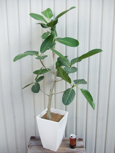 【フィカス・ベンガレンシス】　濃緑の葉と白い幹のゴムノキ
