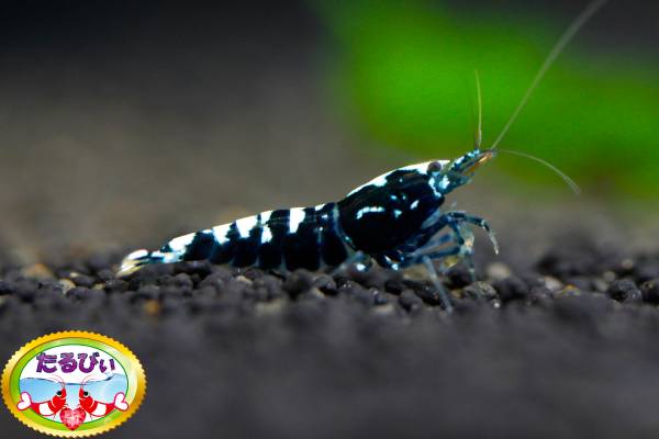 【たるびぃ】 MarkⅡ若♂♀ペア